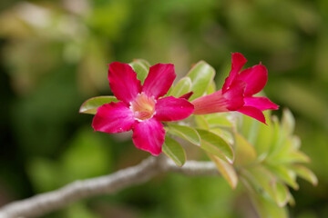 Fototapeta premium Pink Desert Roses
