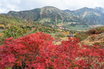 紅葉景色