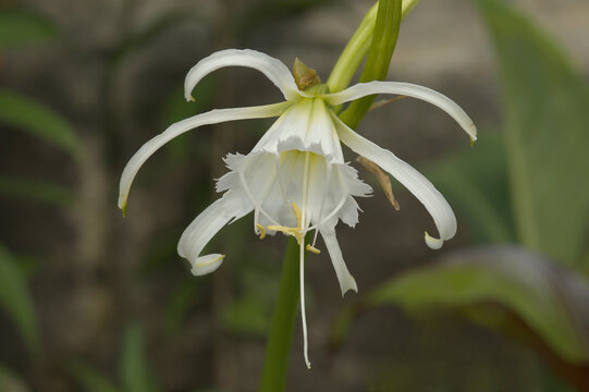 a white ismene narcissiflora