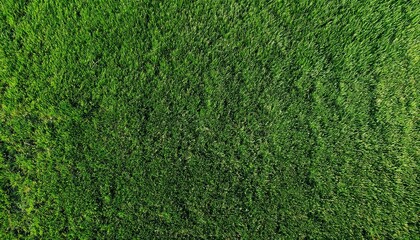 Fototapeta premium Green grass texture. Golf course view from above. The background is a lush football lawn. Artificial synthetic lawn for sports. green grass texture