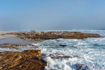 Sea fog (mist) along the West Coast shoreline near Lamberts Bay, Western Cape, South Africa. Cape cormorant or Cape shag (Phalacrocorax capensis) birds perched on rocks.