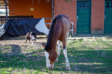 horse and foal in farm