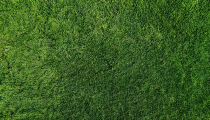 Fototapeta premium Green grass texture. Golf course view from above. The background is a lush football lawn. Artificial synthetic lawn for sports. green grass texture
