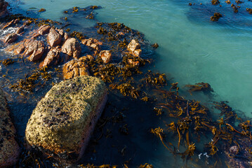 Kelp species growing amongst rocks in the shallow waters of the Lambert's Bay harbour. West Coast. Western Cape. South Africa
