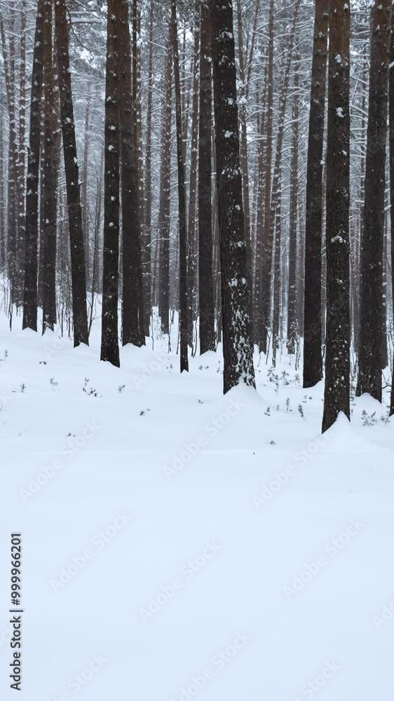 Poster pine forest in the snow. media. winter forest with snow covered trees and slowly falling snowflakes.