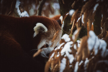 Red panda