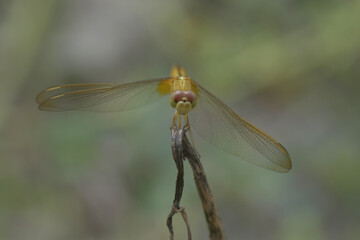 An isolated dragonfly