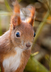 red squirrel
