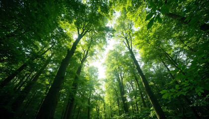 Obraz premium a forest with a forest of trees and a sun shining through the leaves.