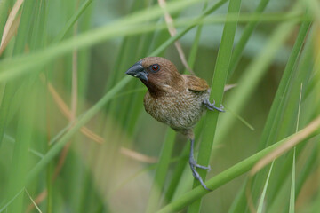 Scaly Breasted Munia