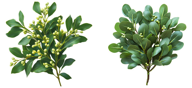 Mistletoe plant set top view PNG image, flat lay design, isolated on transparent background. Festive green mistletoe with berries, traditional Christmas decoration for holiday celebrations and decor