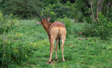 Hartebeest antelope at the savannah at Murchison falls park in Uganda