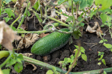 Green fresh cucumber growing in garden