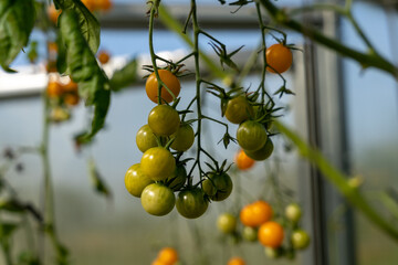 A lot of green unripe tomatoes growing in greenhouse