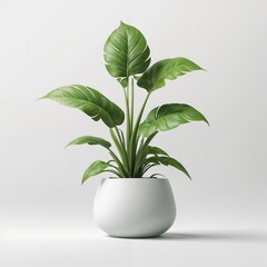 plant in a pot in light background