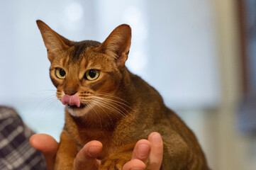 Abessinier Kater bei seinem Besitzer
