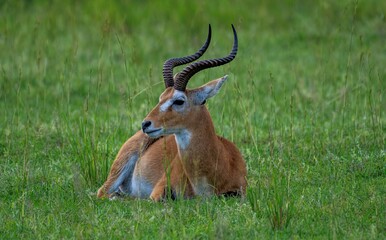 Impala antelope in savannah grass at the Murchison fall park in 