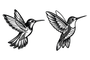 Obraz premium This is hummingbird vector illustration design