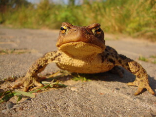 frog on the ground