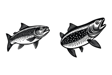 This is atlantic salmon fish vector illustration