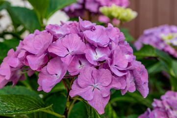 Spectacular photos of large leaf hydrangea