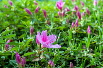 Blooming rhododendron japonicum, Japanese azalea  shrub pink purple flowers and green leaves closeup, garden in Japan