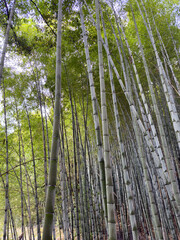 Fototapeta premium Bamboo Forest, Arashiyama bamboo grove or Sagano bamboo forest in Kyoto, Japan.