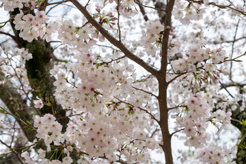 Cherry bloosom, blooming cherry trees closeup. Springtime, sakura tree flowers in Japan