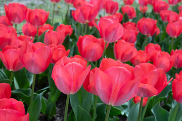 Tulip flowers blooming in the garden. Red tulips flowerbed. City park decoration in Spring