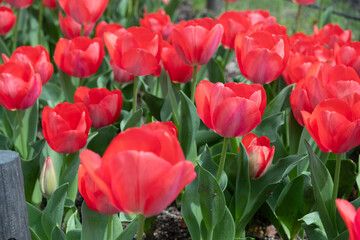 Tulip flowers blooming in the garden. Red tulips flowerbed. City park decoration in Spring