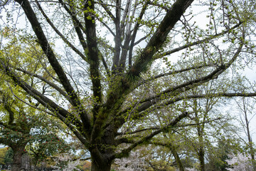 Evergreen ferns Lepisorus thunbergianus on a ginko biloba tree branch, Japan