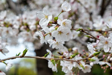 Cherry bloosom, blooming cherry trees closeup. Springtime, sakura tree flowers in Japan