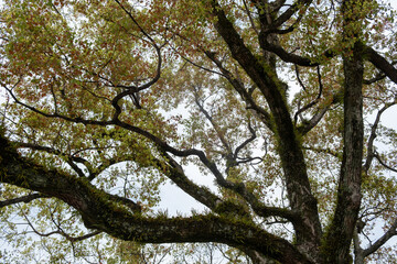 Fototapeta premium Evergreen ferns Lepisorus thunbergianus on a ginko biloba tree branch, Japan