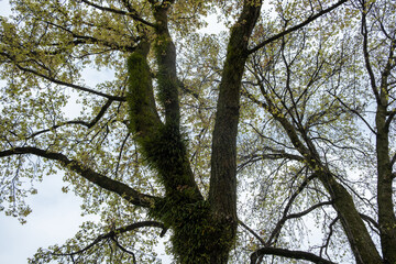 Evergreen ferns Lepisorus thunbergianus on a ginko biloba tree branch, Japan