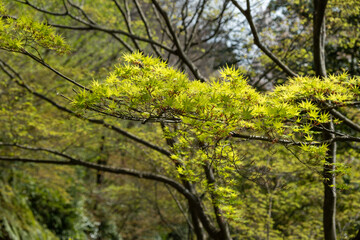 Fototapeta premium Maple green leaves, Acer palmatum tree foliage Japanese garden in Spring.