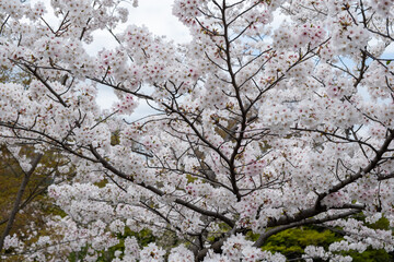 Cherry bloosom, blooming cherry trees closeup. Springtime, sakura tree flowers in Japan