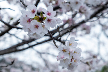 Cherry bloosom, blooming cherry trees closeup. Springtime, sakura tree flowers in Japan