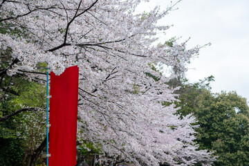 Empty red sign and blooming cherry tree in a Japanese garden, cloudy sky. Sakura flowers, spring day in Japan