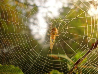 spider on web