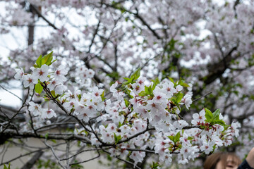 Cherry bloosom, blooming cherry tree closeup. Springtime, sakura tree flowers in Japan