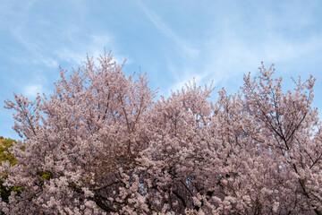 Naklejka premium Cherry bloosom, blooming cherry trees on blue sky. Sakura tree flowers, sunny spring day in Japan