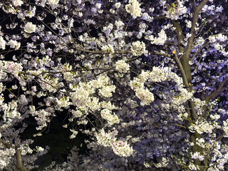Cherry bloosoms and buds closeup, blooming cherry trees. Spring season, sakura tree flowers in Japan