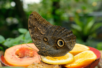Butterfly detail at Medellin Botanical Gardens, Colombia
