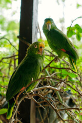Couple of green parrots perched on a branch, Tatacoa Desert, Colombia