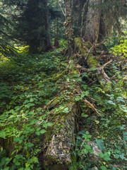 Dense Forest with Fallen Tree