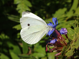 Small white butterfly (Pieris rapae) feeding on blue plumbago flowers