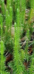 Spinulum annotinum, synonym Lycopodium annotinum, known as interrupted club-moss, or stiff clubmoss, is a species of clubmoss native to forests of the colder parts of North America, as well as Asia, a