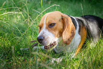 Beagle in the green grass