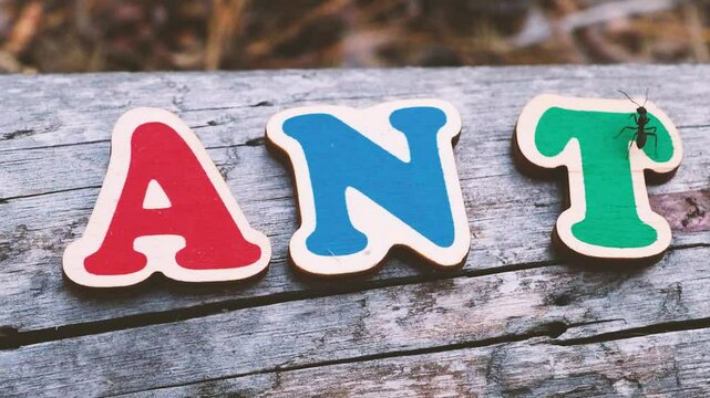 A black ant stands on the letter 'T' of the word "ANT" made of colored wooden letters on a wooden surface.