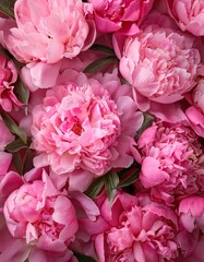 Obraz premium huge bouquet of pink color peonies. background of pink peonies. Top view